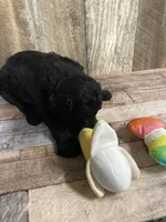 Phillip 3861, a male Goldendoodle for sale in Pekin, IL – Photo 10 of 10