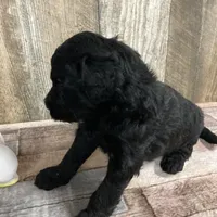 Phillip 3861, a male Goldendoodle for sale in Pekin, IL – Photo 7 of 10