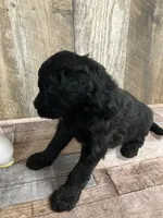 Phillip 3861, a male Goldendoodle for sale in Pekin, IL – Photo 7 of 10