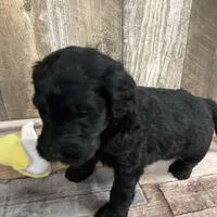 Phillip 3861, a male Goldendoodle for sale in Pekin, IL – Photo 9 of 10