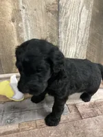 Phillip 3861, a male Goldendoodle for sale in Pekin, IL – Photo 9 of 10