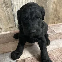 Phillip 3861, a male Goldendoodle for sale in Pekin, IL – Photo 1 of 10