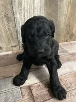 Phillip 3861, a male Goldendoodle for sale in Pekin, IL – Photo 1 of 10