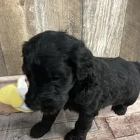 Phillip 3861, a male Goldendoodle for sale in Pekin, IL – Photo 3 of 10