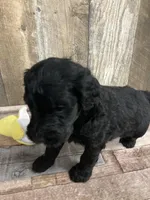 Phillip 3861, a male Goldendoodle for sale in Pekin, IL – Photo 3 of 10