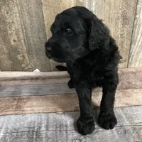 Phillip 3861, a male Goldendoodle for sale in Pekin, IL – Photo 6 of 10