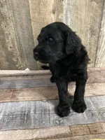 Phillip 3861, a male Goldendoodle for sale in Pekin, IL – Photo 6 of 10