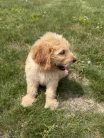 Gus, a male Goldendoodle for sale in Pekin, IL – 8 of 10