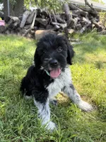 Beau, a male English Springer Spaniel and Poodle - Standard  for sale in Pekin, IL – 3 of 6