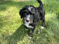 Tundra, a female Bernedoodle for sale in Pekin, IL – 2 of 6