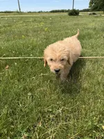 Gus, a male Goldendoodle for sale in Pekin, IL – 6 of 10