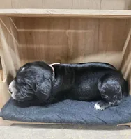 Pink collar , a female English Springer Spaniel and Golden Retriever for sale in Pekin, IL – 1 of 2