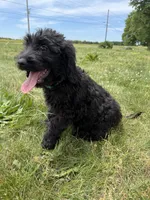 Nova, a female Goldendoodle for sale in Pekin, IL – 4 of 6