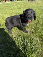Rocky, a male Goldendoodle and Poodle - Standard  for sale in Pekin, IL – 6 of 6
