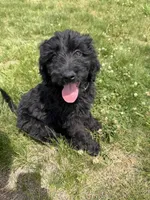 Nova, a female Goldendoodle for sale in Pekin, IL – 5 of 6