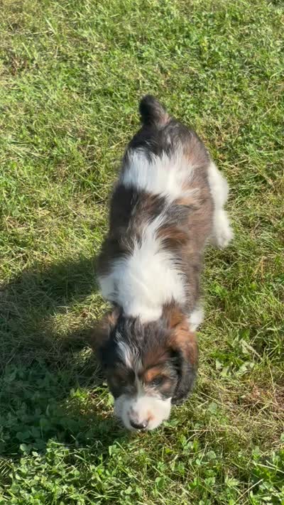Pearl - microchip # 7194, a female English Springer Spaniel and Poodle - Standard  for sale in Pekin, IL – 8 of 8