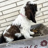 Rex 5281, a male English Springer Spaniel and Springer Doodle for sale in Pekin, IL – Photo 6 of 6