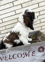 Rex 5281, a male English Springer Spaniel and Springer Doodle for sale in Pekin, IL – Photo 6 of 6