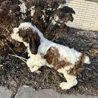 Rex 5281, a male English Springer Spaniel and Springer Doodle for sale in Pekin, IL – Photo 3 of 6
