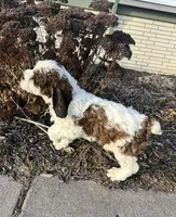 Rex 5281, a male English Springer Spaniel and Springer Doodle for sale in Pekin, IL – Photo 3 of 6