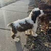 Rex 5281, a male English Springer Spaniel and Springer Doodle for sale in Pekin, IL – Photo 2 of 6