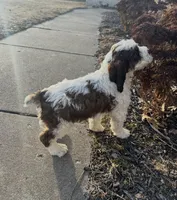 Rex 5281, a male English Springer Spaniel and Springer Doodle for sale in Pekin, IL – Photo 2 of 6
