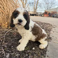 Rex 5281, a male English Springer Spaniel and Springer Doodle for sale in Pekin, IL – Photo 1 of 6