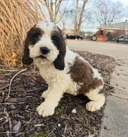 Rex 5281, a male English Springer Spaniel and Springer Doodle for sale in Pekin, IL – Photo 1 of 6