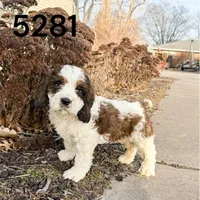Rex 5281, a male English Springer Spaniel and Springer Doodle for sale in Pekin, IL – Photo 5 of 6