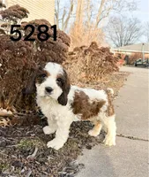 Rex 5281, a male English Springer Spaniel and Springer Doodle for sale in Pekin, IL – Photo 5 of 6