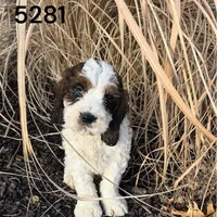 Rex 5281, a male English Springer Spaniel and Springer Doodle for sale in Pekin, IL – Photo 4 of 6