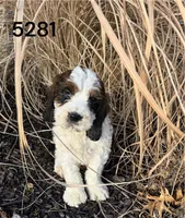 Rex 5281, a male English Springer Spaniel and Springer Doodle for sale in Pekin, IL – Photo 4 of 6