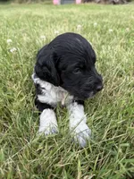 Toby, a male English Springer Spaniel and Poodle - Standard  for sale in Pekin, IL – 3 of 4