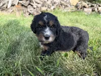 Sophie , a female Bernedoodle for sale in Pekin, IL – 5 of 7