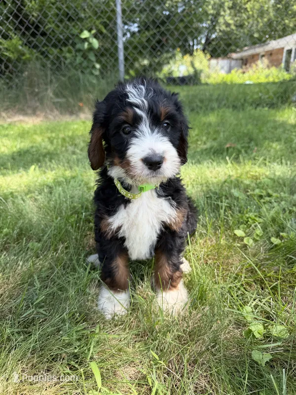 Juniper – Bernedoodle puppy for sale in Pekin, IL