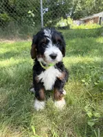 Juniper, a female Bernedoodle for sale in Pekin, IL – 1 of 10