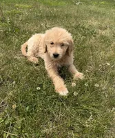 Sunny, a female Goldendoodle for sale in Pekin, IL – 9 of 10