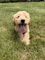 Gus, a male Goldendoodle for sale in Pekin, IL – 9 of 10