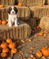 Presley, a female Springer Doodle for sale in Pekin, IL – 6 of 6