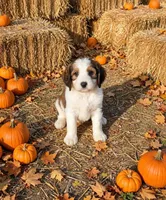 Marnie, a female English Springer Spaniel and Poodle - Standard  for sale in Pekin, IL – 4 of 6