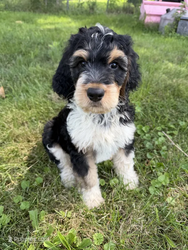 Hank – English Springer Spaniel, Poodle - Standard  puppy for sale in Pekin, IL