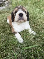 Zoey, a female English Springer Spaniel and Poodle - Standard  for sale in Pekin, IL – 4 of 10