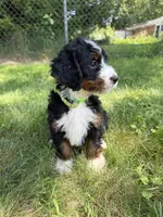 Juniper, a female Bernedoodle for sale in Pekin, IL – 3 of 10