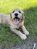 Winston , a male Goldendoodle and Poodle - Standard  for sale in Pekin, IL – 5 of 5