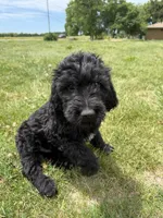 Kodiak, a male Goldendoodle for sale in Pekin, IL – 1 of 8