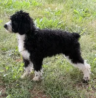 Briggs, a male English Springer Spaniel and Poodle - Standard  for sale in Pekin, IL – 4 of 4