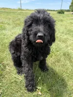 Nova, a female Goldendoodle for sale in Pekin, IL – 3 of 6