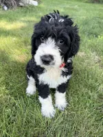 Briggs, a male English Springer Spaniel and Poodle - Standard  for sale in Pekin, IL – 7 of 8