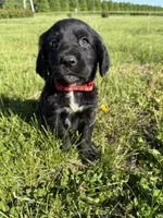 Rocky, a male Goldendoodle and Poodle - Standard  for sale in Pekin, IL – 4 of 6