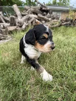 Hank, a male English Springer Spaniel and Poodle - Standard  for sale in Pekin, IL – 3 of 10